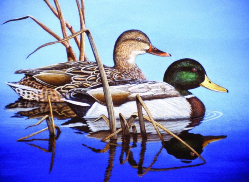 Pictura creativa pe numere avansati - Ratuste pe lac