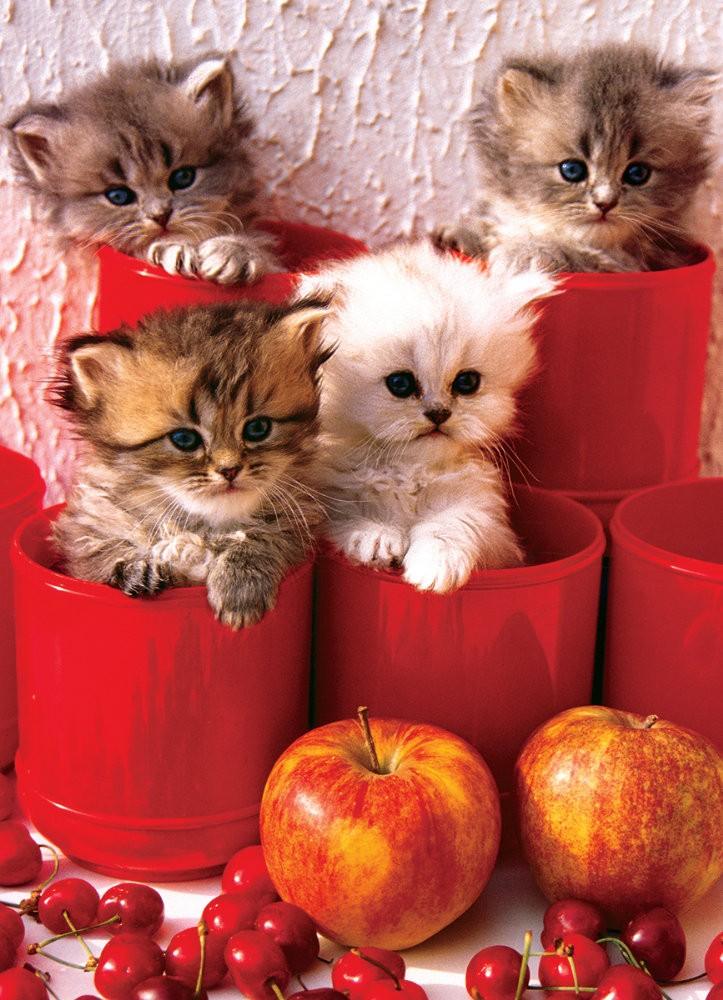 Puzzle 1000 piese Kittens in Pots
