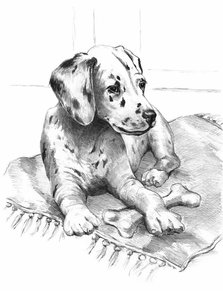 Schita creion incepatori Dalmatian - Nitzi.ro
