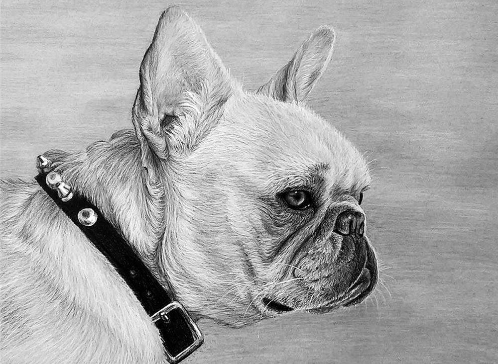Set pentru realizarea unui desen in creion - Bulldog francez - Nitzi.ro