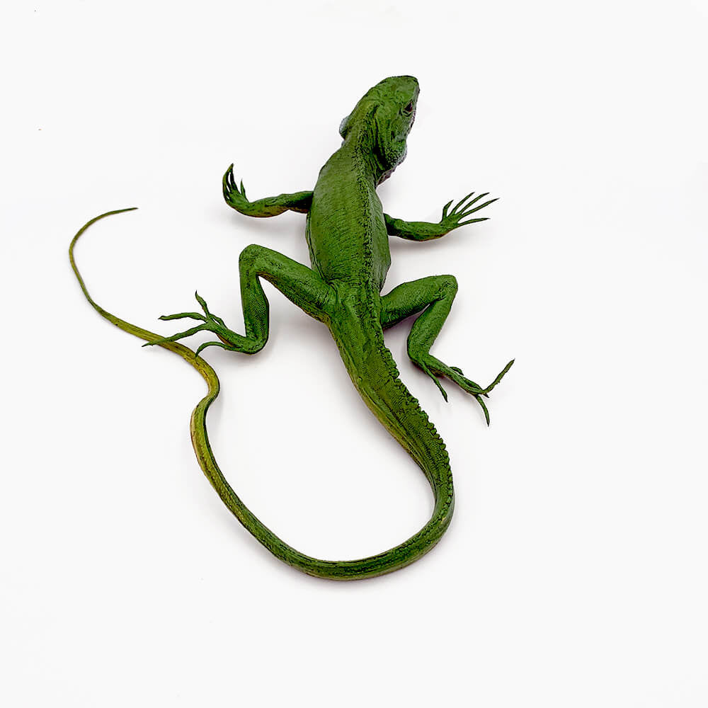 Iguana mare figurina 28 cm