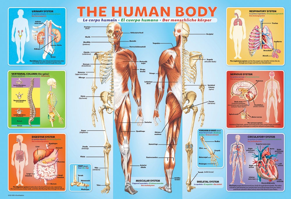 Puzzle 200 piese The Human Body