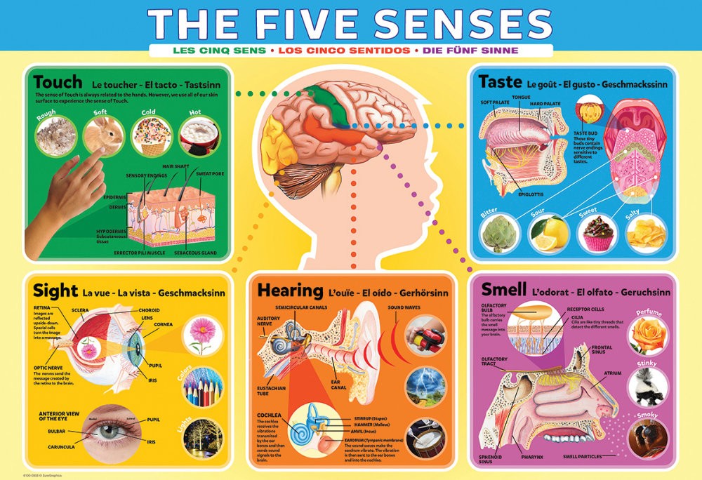 Puzzle 200 piese The Five Senses