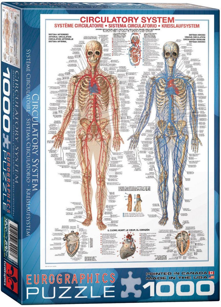 Puzzle 1000 piese Circulatory System