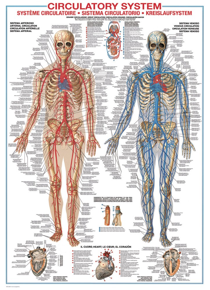 Puzzle 1000 piese Circulatory System