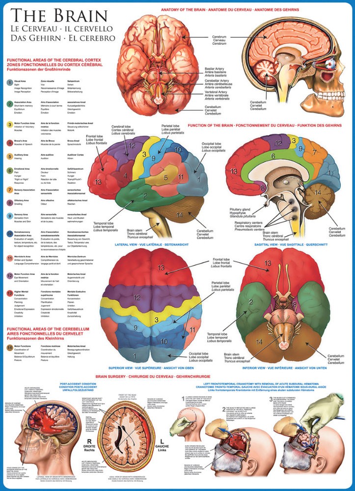 Puzzle 1000 piese The Brain
