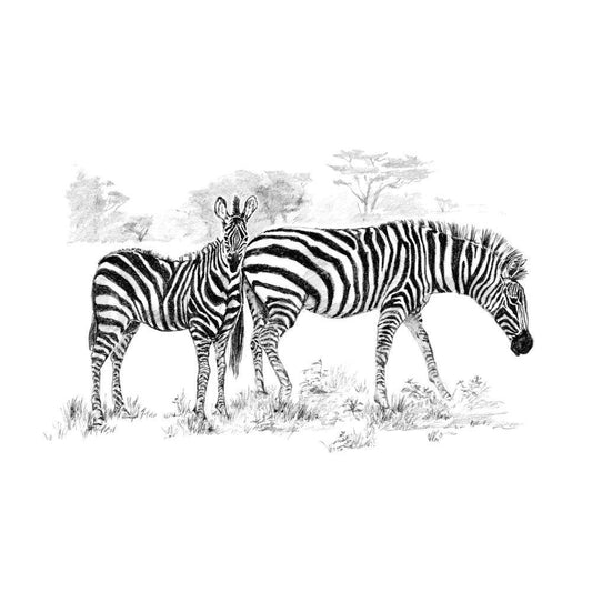 Set pentru realizarea unui desen in creion - Zebre - Nitzi.ro